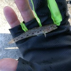 2021/10/30 須磨海岸~漁港ちょい投げ釣り