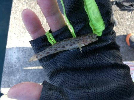 2021/10/30 須磨海岸~漁港ちょい投げ釣り