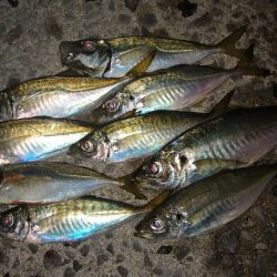 何ヶ月ぶりかの尺