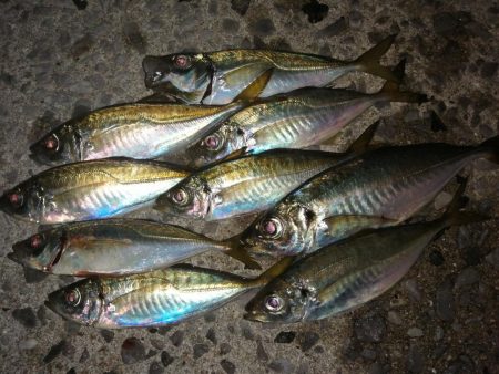 何ヶ月ぶりかの尺