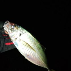 (尺アジ)フロートゲーム