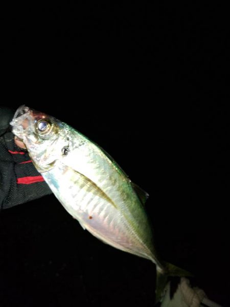 (尺アジ)フロートゲーム