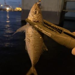 昨日のホゲと今日のアジ