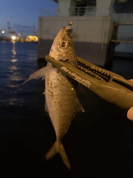 昨日のホゲと今日のアジ