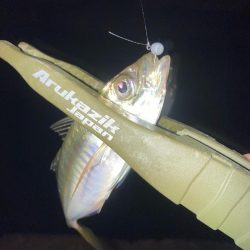 豆アジ釣果ですが