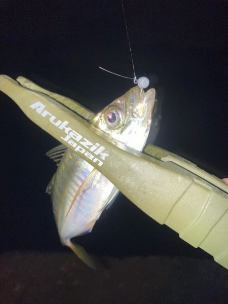 豆アジ釣果ですが