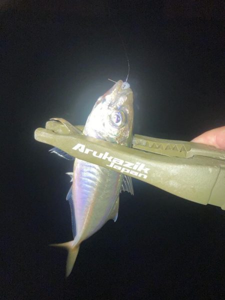 ボトムのアジングが釣れるのはなぜ？