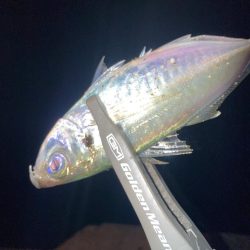 舞洲活性低いけどやや復調 と スローなアジングのライン選択