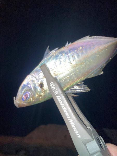 舞洲活性低いけどやや復調 と スローなアジングのライン選択