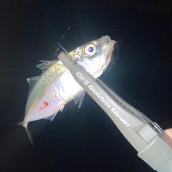 ヨコシマなアジング