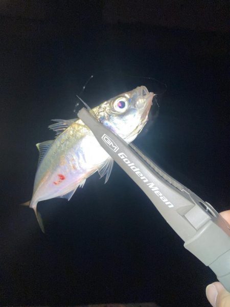 ヨコシマなアジング