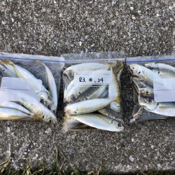 アジに被爆した日