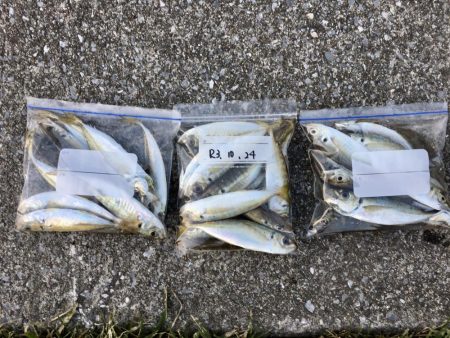 アジに被爆した日