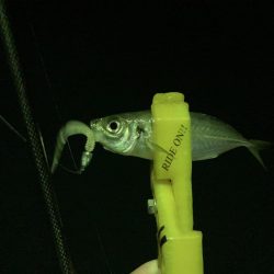 A.P.Pフィッシングガイドサービス　NFポイントチェックにRIDEON！