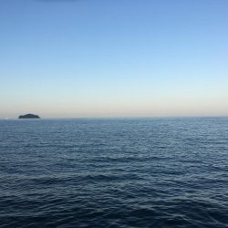 青物は不発だけど