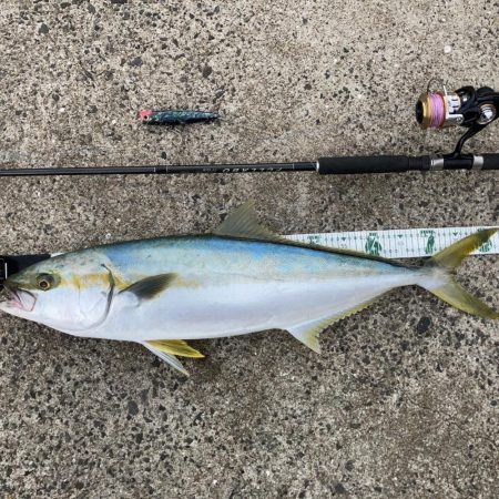 A.P.Pフィッtシングガイドサービス　久しぶりの夕マズメの釣行にて、ヒラマサRIDEONとなる