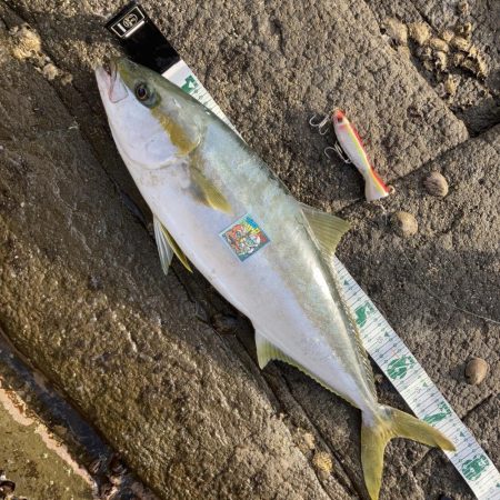 A.P.Pフィッシングガイドサービス　～ロック！ショア！フィッシングでヒラマサRIDEON！オープンベール発動シモリを無効化！～