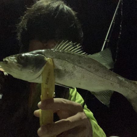 A.P.Pフィッシングガイドサービス～少しばかりアジングの状況をチェックしにいくことにする～