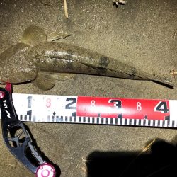 まだまだマゴチ