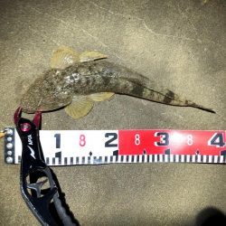 フラットフィッシュ　３種盛り