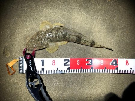 フラットフィッシュ　３種盛り