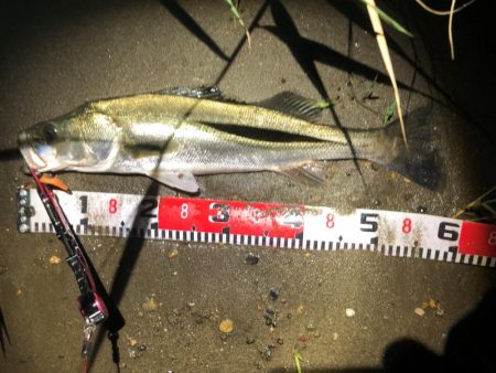 マゴチとシーバス