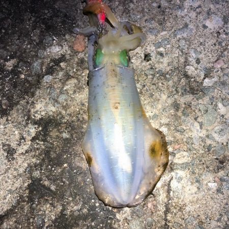 2021 佐渡ヶ島 エギング 24回目