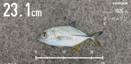 エビ撒き釣りで尺アジGET！！