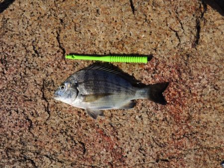 好天のキス釣り