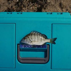 落ちギス釣り　フグの猛攻