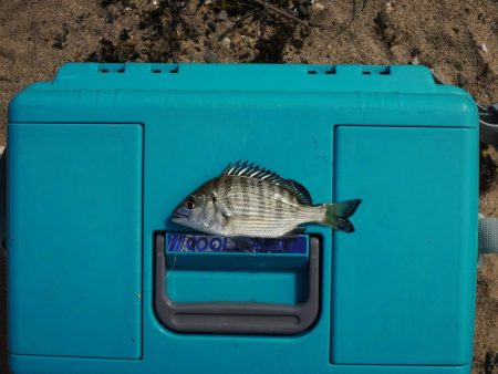 落ちギス釣り　フグの猛攻