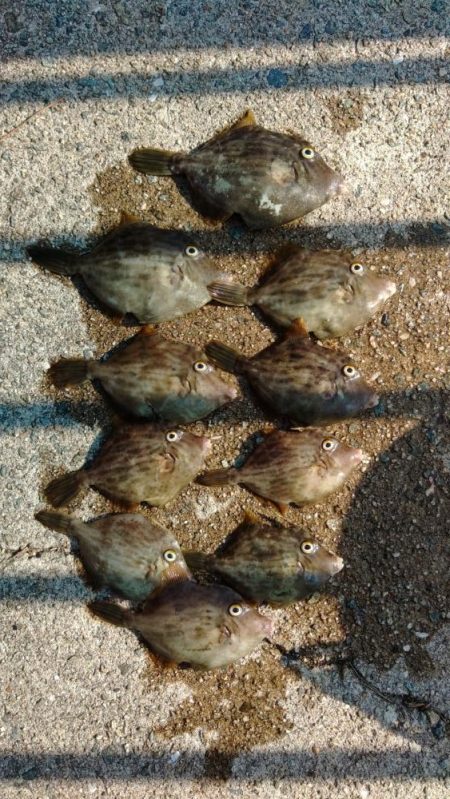 エビ撒き釣りで好釣果！！