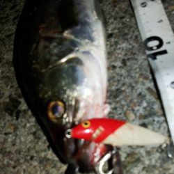 ぶらシーバス！！