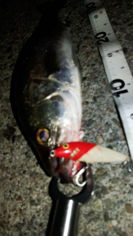 ぶらシーバス！！