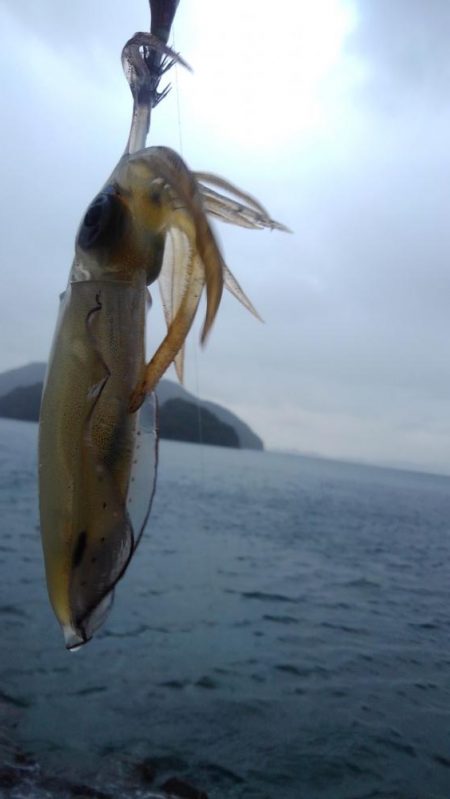 大雨、爆風、??