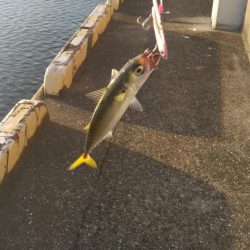 サバ、サバ、サバ!