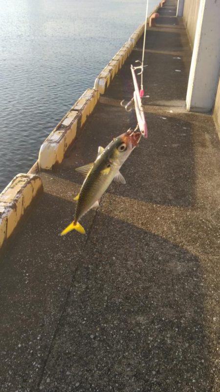 サバ、サバ、サバ！