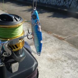 久しぶりのメジロ