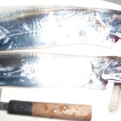 サビキとひき釣り