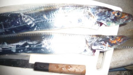 サビキとひき釣り