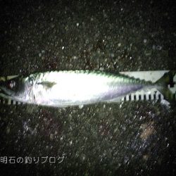 まさかの大サバフィーバー！