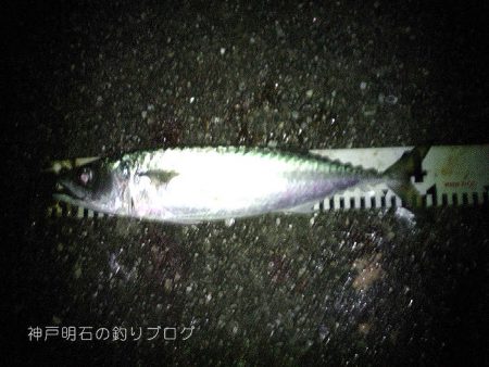 まさかの大サバフィーバー！