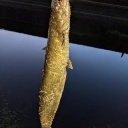 秋ナマズ…最後の最後に（泣）