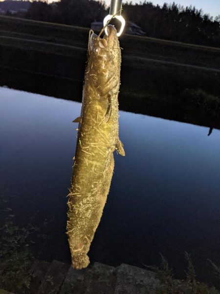 秋ナマズ…最後の最後に（泣）