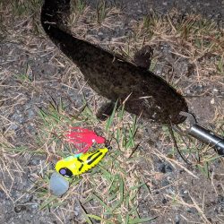 秋ナマズ　感謝の2匹