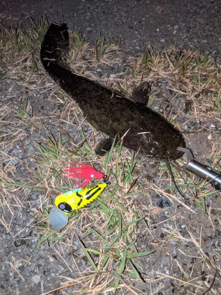 秋ナマズ　感謝の2匹