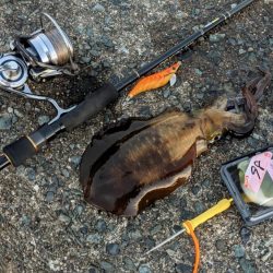 遠征！ええサイズで楽しめました(・x・*)