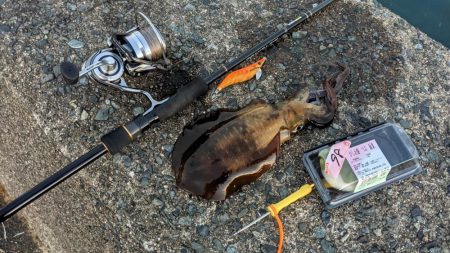 遠征！ええサイズで楽しめました(・x・*)