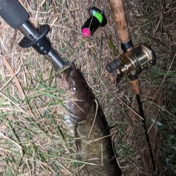 減水した川と新しいルアー