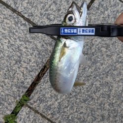 今日もサバだった